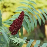 The Remarkable Benefits of Horseradish Leaves: Your Guide to Wellness and Culinary Creativity