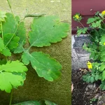 The Amazing Benefits of Sumac and How to Use It