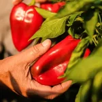 Don’t Ignore This! The Surprising Cause of Strange Debris in Your Drinking Water