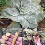 The Incredible Benefits of Plantago lanceolata and How to Use It