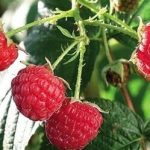 Learn The Easiest And Hassle-Free Way of Cooking Bacon