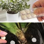 How to Get Rid Of Flies Indoor Safely and Naturally