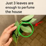 Stop buying another rose tree at the store. Grow one at home in a glass of water with these steps