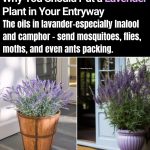 Vinegar makes hydrangeas bloom and bluer? 13 best garden hacks most don’t know