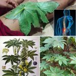 The Hidden Power of Dandelions: A Humble Wonder of Nature and One of the World’s Most Powerful Plants…