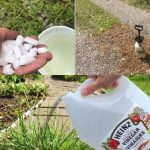 Cloves, ginger, and a Lipton tea bag combined are worth gold