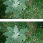 Stick nails into a banana, amazing what happens in just 10 minutes