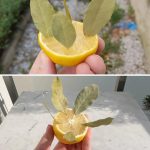 How to Make an Upside-Down Tomato Planter