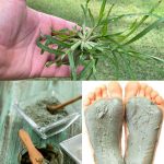 Rub garlic on your door. No one expected this!