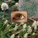 Grow Your Own Vegetables at Home Using Plastic Containers – So Easy and Effective!