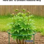 Boiling Orange Peels and Cloves: Our Grandmothers’ Ancient Habit