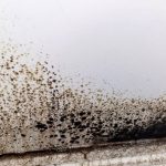 15 Front Yard Flower Bed Ideas