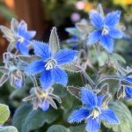 Drink Lemon Water Instead of Pills to Cure These 13 Health Problems