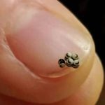 Here’s why gardeners everywhere are planting this 1 herb in their garden