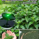 My Aunt’s Foolproof Secret to Removing Soot from Stoves and Restoring Them to New Shine