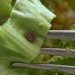 No Knead Seeded Oat Bread