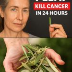 Purslane: The Underestimated Superfood with Maximum Health Benefits