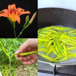 Leaf of Life – The Healing Plant Growing in Your Backyard