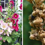 Boiling Orange Peels and Cloves: Our Grandmothers’ Ancient Habit