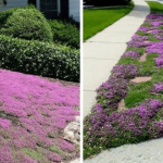 Explore 20 Cucumber Trellis Ideas for a Bountiful Harvest