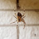 All you need is a two liter bottle, and Say Goodbye to Fruit Flies with This Easy DIY Trap