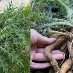 Mix Banana Peels With Rice: The Secret No One Will Ever Tell You