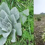 15 Plants That Bloom All Summer Long