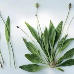 5 Natural Ways to Keep Ticks Out of Your Garden That Gardeners Rarely Reveal