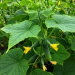 How to Keep Snails Away: 6 Simple Methods for Quick Elimination