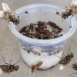 No-Oven Mini Flatbreads: Puff Up in Seconds in a Hot Pan