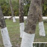 A Simple and Natural Trick to Keep Mosquitoes Away