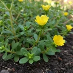 Natural Remedies to Improve the Health of Your Veins and Skin