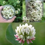 Banana Peels: The 100-Year-Old Beauty Secret That Will Transform Your Skin! 