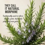 Many people grow the “money tree” at home. But here’s what few people know about this plant.