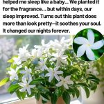 3 refreshing juice recipes