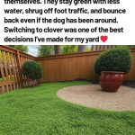 14 Plants You Can Propagate From Cuttings In August  