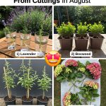 ATTENTION!!! This is not a weed but a delicious salad!