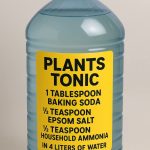 How to Recycle Watermelon Rinds: the No-Waste Method to Use The Best Part of The Watermelon