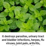 Crunchy Deep Fried Potato Peels