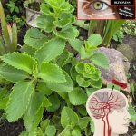 Prepare tomatoes this way and keep them all winter long: delicious! | No need for vinegar or water!