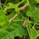 Simple Steps to Growing Grapes Using Banana Rooting Hormones