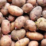 Limoncello tiramisu – a dessert that melts in your mouth