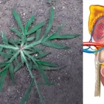 Gas suppliers don’t want you to know this trick: make your gas last 3 times longer with a simple lemon!