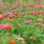 Smoked Brisket & Beer Cheese Pretzel Bombs