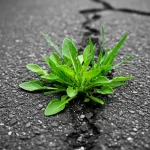 12 Best Flowers & Vegetables to Plant In October