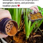 How to Plant Carrots in Egg Trays: A Clever Space-Saving Hack for Home Gardeners