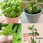 People Are Baffled by This Vintage Kitchen Tool