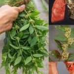 The most effective natural remedy against flies and mosquitoes: you will never see them again