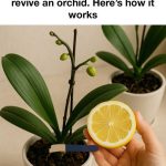 Canning Fruit Cocktail