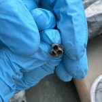 I Regret Not Planting Pepper Seeds This Way Sooner—They Sprout Like Crazy!